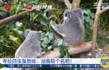 南京红山动物园考拉四宝求名字