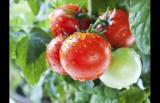这种西红柿，千万别吃！或有中毒、致癌风险