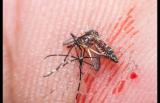 打死蚊子的时候，蚊子会痛吗？