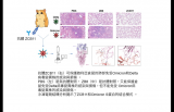 香港高校研究：广谱中和抗体可使仓鼠免受奥密克戎变异株感染